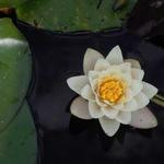 Damon Tillman Profile Picture