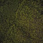 Stanford Cormier Profile Picture