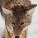 Alize Schuppe Profile Picture