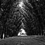 Donald Koch Profile Picture