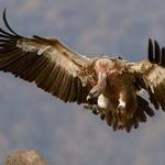 Edmond Stehr Profile Picture